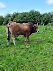 Bull