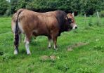 Bull