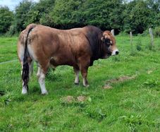 Bull