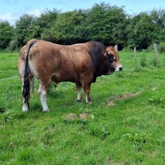 Bull