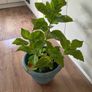 Hydrangea Image 5