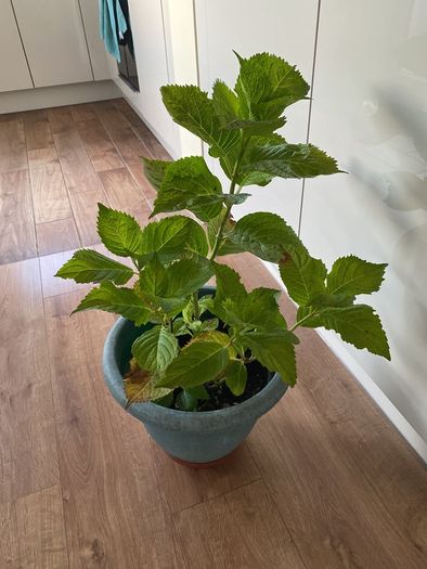 Hydrangea