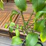Established 150cm high fruit bearing lemon tree Image 10