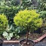 Mature Lollipop tree, 20 eu Image 3