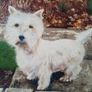 Dog Painting Image 2