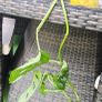 Monstera adansonii - Monkey Image 3