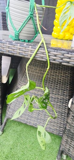 Monstera adansonii - Monkey
