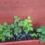 Yellow Raspberry Plant Image 3