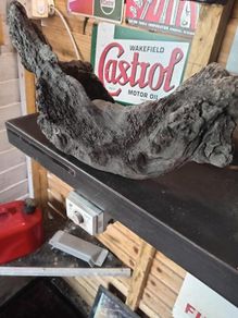 bog oak