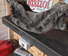 bog oak