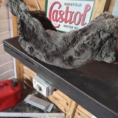 bog oak