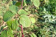 Organic blackberry plants / canes