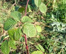 Organic blackberry plants / canes