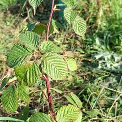 Organic blackberry plants / canes