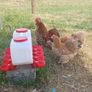 bantam hatching eggs Image 7