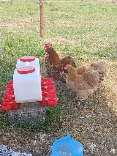 bantam hatching eggs