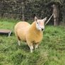Pure Bred Cheviot Ram Shearling Image 8