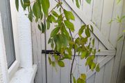 garden plants