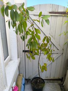 garden plants