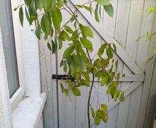 garden plants