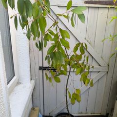 garden plants