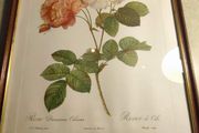 FRAMED PRINT STILL LIFE OF Bombay Co Collection "Rosa Damascena" By Pierre Redoute 1759-1840 Framed.