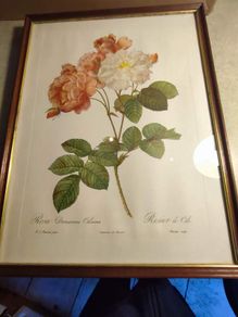 FRAMED PRINT STILL LIFE OF Bombay Co Collection "Rosa Damascena" By Pierre Redoute 1759-1840 Framed.