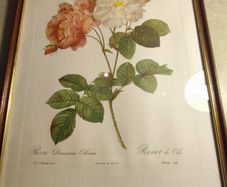 FRAMED PRINT STILL LIFE OF Bombay Co Collection "Rosa Damascena" By Pierre Redoute 1759-1840 Framed.