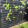 Mountain ash trees 5ft+ tall ..! Image 9