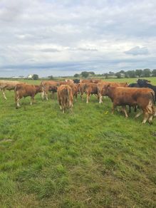 Bullocks
