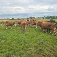 Bullocks