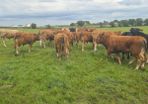Bullocks