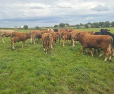 Bullocks