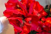 poppy flower faux silk flower bundle wholesale