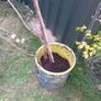 large 2.8 metre eucalyptus tree Image 6
