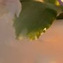 Vintage Royal Doulton bone china floral bouquet in a shell Image 10