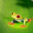 slimfrog