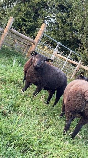 Pedigree Blue Texels Rams