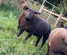 Pedigree Blue Texels Ram and Ewe lambs