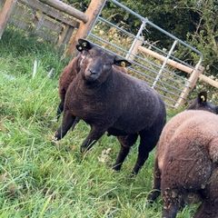 Pedigree Blue Texels Ram and Ewe lambs