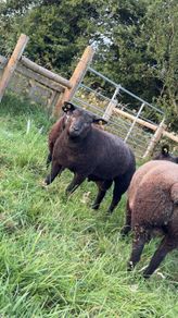 Pedigree Blue Texels Ram and Ewe lambs