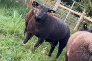 Pedigree Blue Texels Ram and Ewe lambs