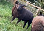 Pedigree Blue Texels Rams