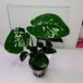 Anubias Selection. Image 3