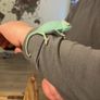 Baby Female Yemen Chameleon 3 Months Old Image 3