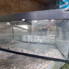 Fish Tank Free