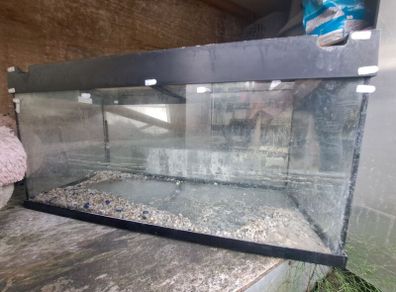 Fish Tank Free