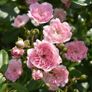 Carpet rose plants Image 2