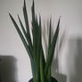 Sansevieria Cylindrica planter Image 2