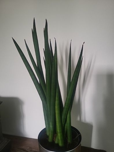 Sansevieria Cylindrica planter